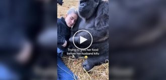 Смотрительница тайком дает самке гориллы вкусняшки
