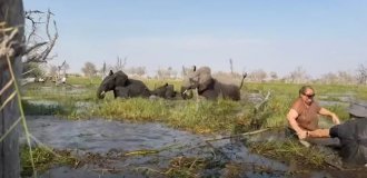 Туристы чудом спаслись, когда разъярённый слон опрокинул их каноэ (5 фото + 1 видео)