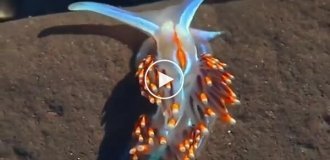 Эффектный морской слизень