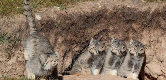 Манул: асоциальный мизантроп (11 фото)