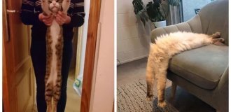 Новый тренд в соцсетях — коты-тянучки (9 фото)