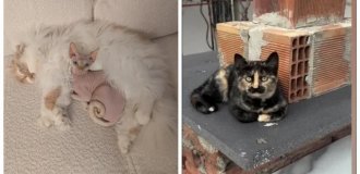 20 доказательств того, что котики — главные создатели уюта в доме (21 фото)