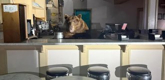 В Калифорнии медведь наведался в кафе-мороженое (3 фото + 1 видео)