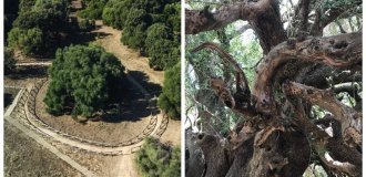 Олівастрі Мілленарі – одне з найстаріших дерев планети (9 фото)