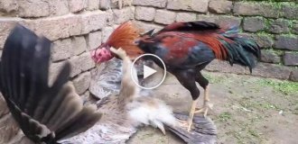 Неожиданная дерзость: петух вступил в бой с хищником