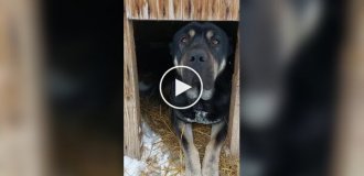 Собака пустила кошек в свою будку