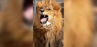 Лев вперше пробує салат