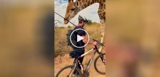 Close encounter with a giraffe