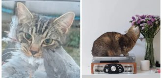 25 вдохновляющих пушистых помощников, которые властвуют в домах и сердцах (26 фото)