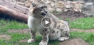 How a snow leopard sneezes