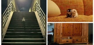 30 крошечных котят в таком огромном мире (31 фото)