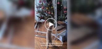 Кот и новое защитное ограждение елки