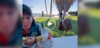 A feathered bandit took a sandwich from a boy