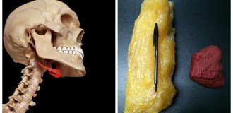 12 facts about the secret life of the human body that you didn't even know (13 photos)
