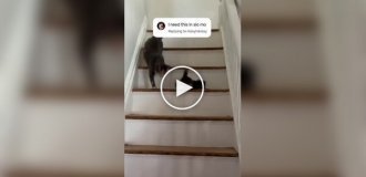 Попытка кошки научить детеныша пользоваться лестницей