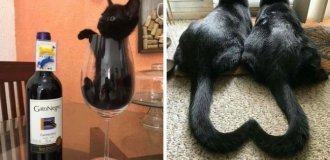 18 фотографий, которые доказывают, что чёрные котики приносят хорошее настроение (19 фото)
