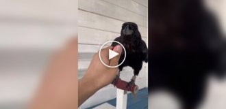 A raven cleans berries