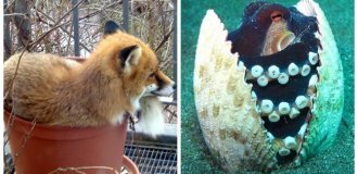 22 charming creatures that can comfortably fit anywhere (23 photos)