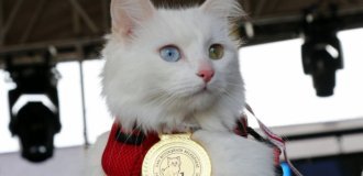 ТОП-10 самых злых пород кошек (10 фото)