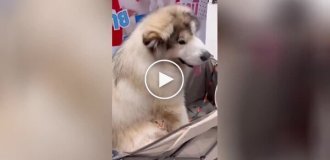 Кот спрятался в шерсти пса
