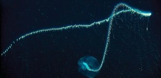 50-метровый обитатель Мирового океана с модульной структурой (7 фото)