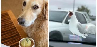 20 charming in their absurdity our smaller brothers (21 photos)