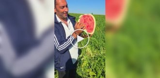 Спелый и сочный арбуз