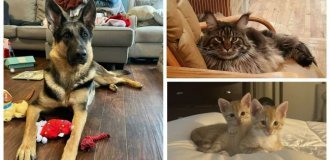 35 happy animals who found their family in January (36 photos)