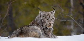 Канадская рысь (14 фото)