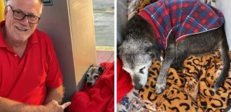 A homeless dog settled at a gas station, and now the whole city takes care of him (11 photos)