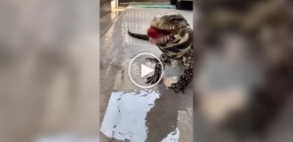 Ящерица пытается съесть помидорку