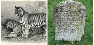 Tombstone of Hannah Twinoy - a woman who died from the paws and fangs of a tiger and her own stupidity (7 photos)