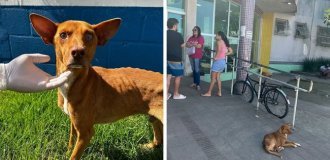 Dog spent 9 days at the hospital waiting for its owner (9 photos)