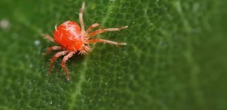 Новогодняя ёлка как источник паразитов: миф или реальность? (8 фото)