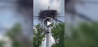 Люди кормят рыбой одинокую птицу, которая высиживает яйца