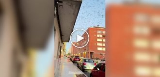 Нашествие стрекоз в Уругвае