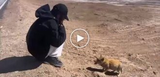 A girl met a Tibetan fox