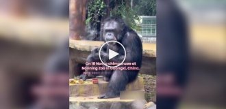 A chimpanzee was punished for smoking at a Chinese zoo.