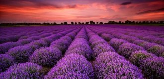 Breathtaking Lavender Fields Around the World (16 Photos)