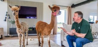 A man raised an orphaned alpaca with dogs (4 photos)