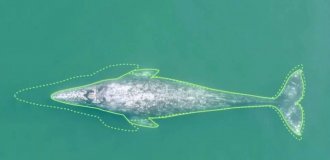 Whales in the ocean have become impoverished: why the bodies of sea giants have shrunk over the past 20 years (4 photos)