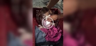 Щенок играл с пчелами и проиграл