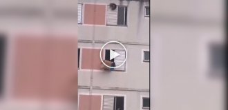 Драматичное спасение пса в Бразилии