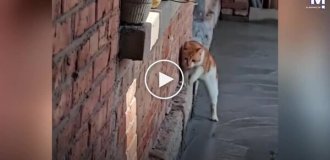 Fresh concrete proved too tempting for a cat