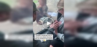 Орангутан очень странно отреагировал на ребенка