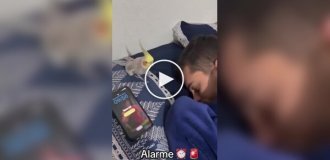 Пернатый будильник