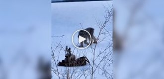 Дика кішка не змогла пройти повз іграшку