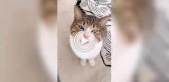 Кіт прославився завдяки кольору своїх очей