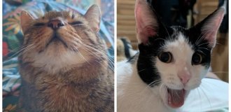 Від величного лева до диванного соні: 30 фотопортретів пухнастих вихованців, що демонструють різні іпостасі котейок (31 фото)