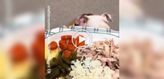 Притулок для тварин влаштував святкову вечерю для котів і собак